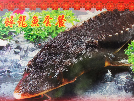 鱘龍魚